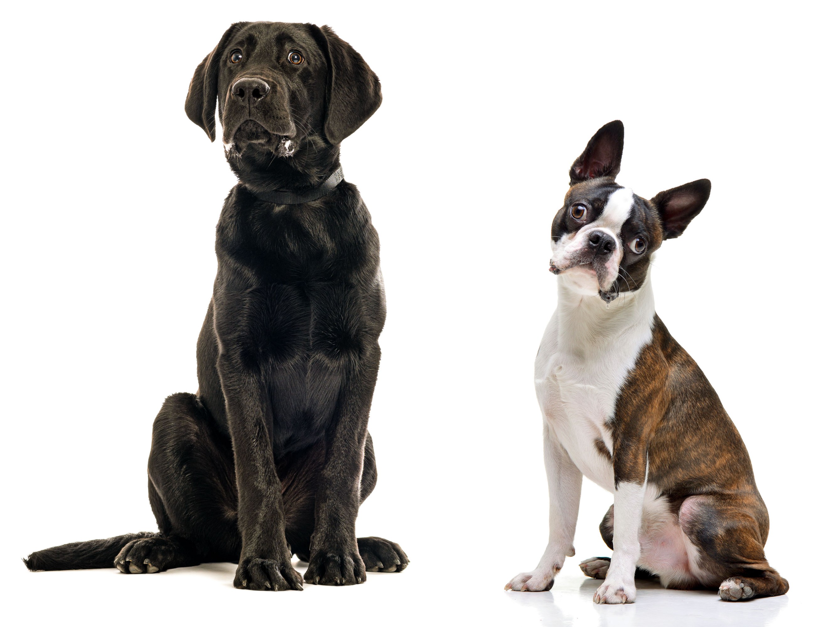 Black labrador puppy and a Boston terrier