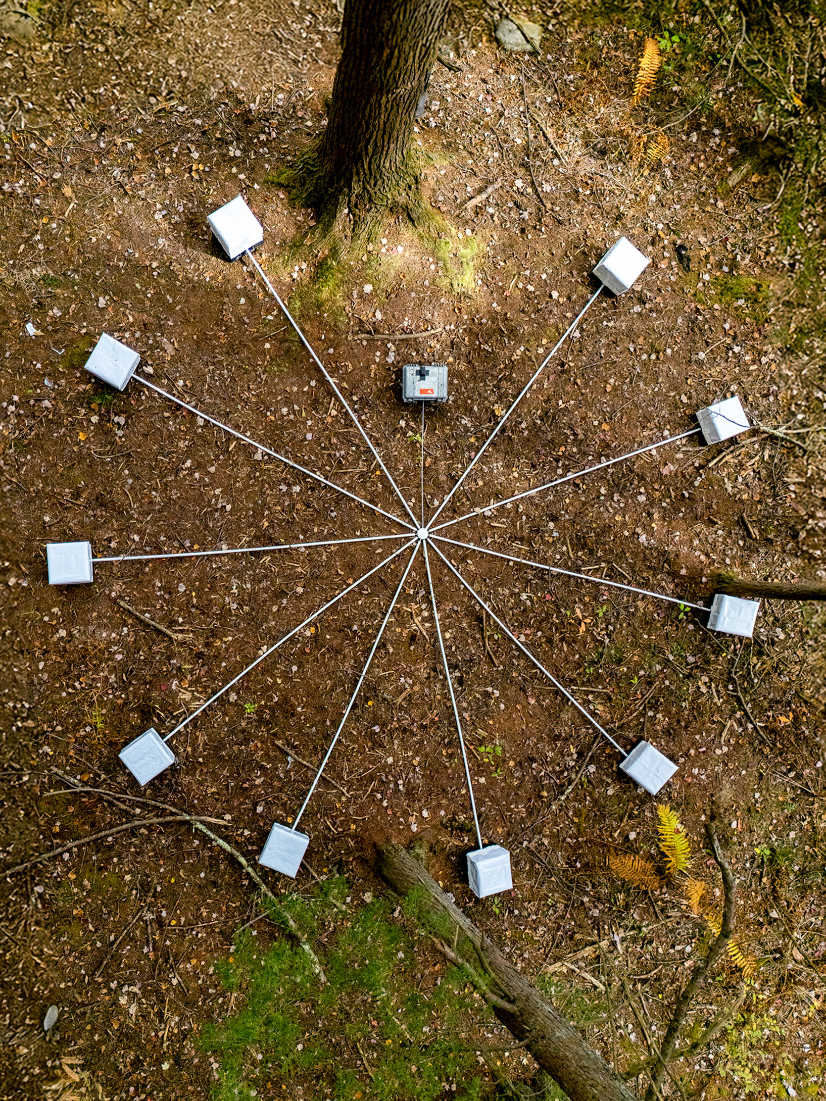 sound capture devices on a forest floor
