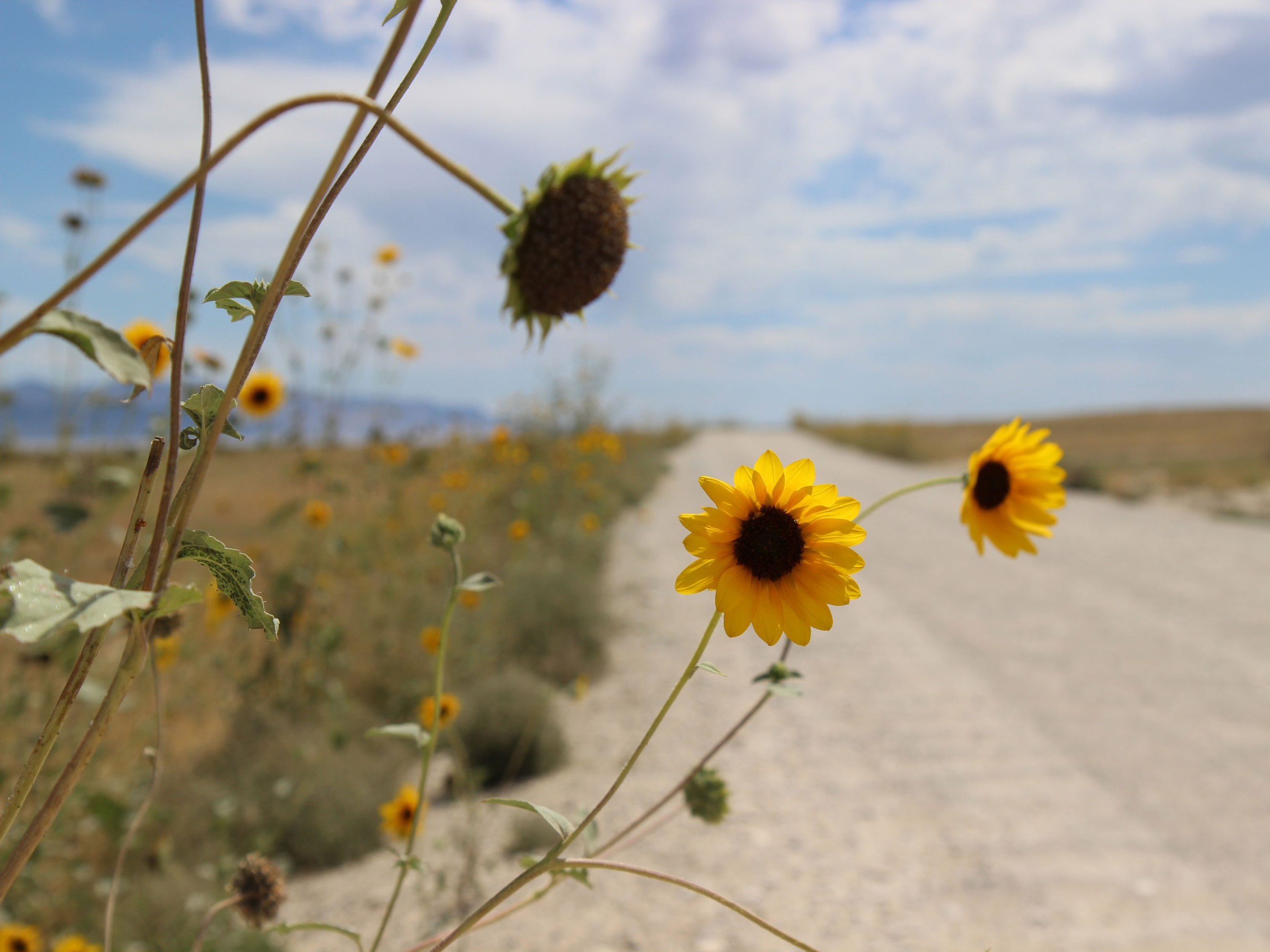 sunflowers growing next to a dirt road